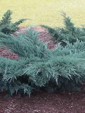 Можжевельник виргинский (Juniperus virginiana) "Grey Owl"